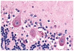 BAI1 Rabbit anti-Human, Monkey, Polyclonal Antibody, Abnova 50&mu;g; Unlabeled:Antibodies,