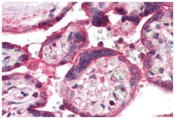 ERAP1 Rabbit anti-Human, Polyclonal Antibody, Abnova 50 &mu;g | Buy Online | Abnova | Fisher Scientific