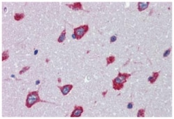 SRPX2 Rabbit anti-Human, Monkey, Polyclonal Antibody, Abnova 50 &mu;g | Buy Online | Abnova Corporation | Fisher Scientific