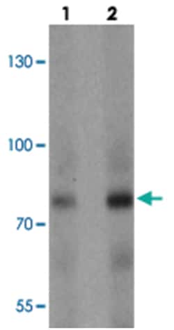 KEAP1 Rabbit anti-Human, Mouse, Rat, Polyclonal Antibody, Abnova 100 &mu;g | Buy Online | Abnova Corporation | Fisher Scientific