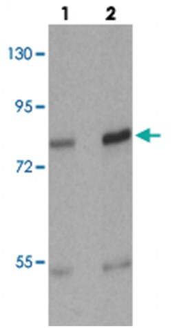 FLT3 Rabbit anti-Human, Mouse, Polyclonal Antibody, Abnova 100&mu;g; Unlabeled:Antibodies,