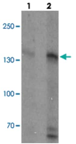 RGS22 Rabbit anti-Human, Mouse, Rat, Polyclonal Antibody, Abnova 100 &mu;g | Buy Online | Abnova Corporation | Fisher Scientific