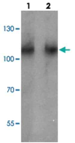 BCAR3, Rabbit, Polyclonal Antibody, Abnova 100 &mu;g | Buy Online | Abnova Corporation | Fisher Scientific
