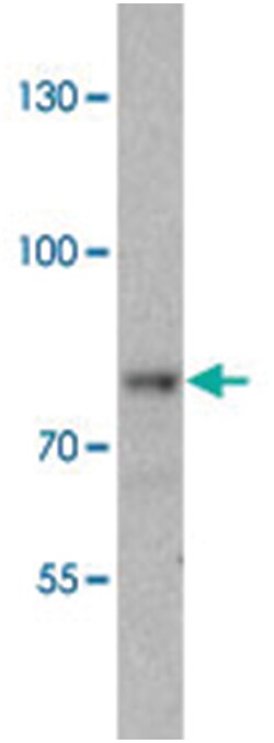 VPS51 Rabbit anti-Human, Mouse, Rat, Polyclonal Antibody, Abnova 100&mu;g;