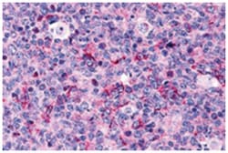 CASP3 Rabbit anti-Human, Polyclonal Antibody, Abnova 100 &mu;g | Buy Online | Abnova Corporation | Fisher Scientific