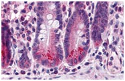 BIRC6, Rabbit, Polyclonal Antibody, Abnova 100&mu;g; Unlabeled:Antibodies,