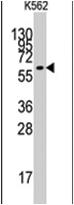 KLF4 Rabbit anti-Human, Polyclonal Antibody, Abnova 400&mu;L; Unlabeled:Antibodies,