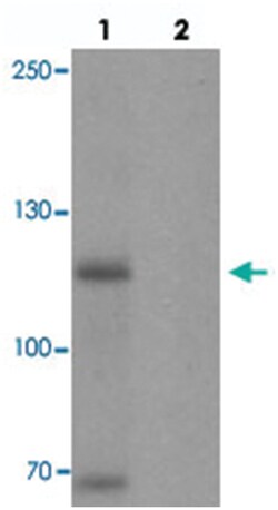 MYT1L, Rabbit, Polyclonal Antibody, Abnova 100&mu;g; Unlabeled:Antibodies,