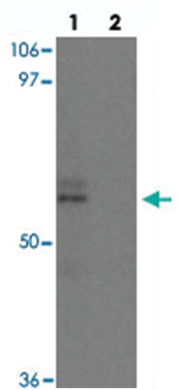 NCLN, Rabbit, Polyclonal Antibody, Abnova 100&mu;g; Unlabeled:Antibodies,