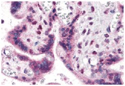 IRF2BP2 Rabbit anti-Human, Polyclonal Antibody, Abnova 100&mu;g; Unlabeled:Antibodies,