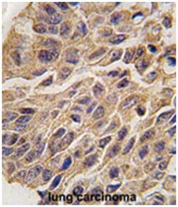 IDO1 Rabbit anti-Human, Polyclonal Antibody, Abnova 400 &mu;L | Buy Online | Abnova Corporation | Fisher Scientific