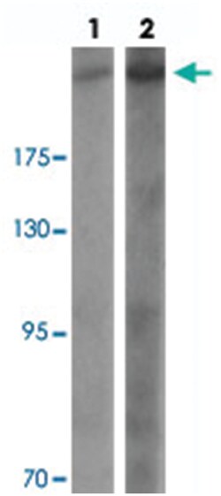 CHD7 Rabbit anti-Human, Mouse, Polyclonal Antibody, Abnova 100&mu;g; Unlabeled:Antibodies,