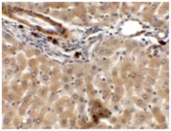 IFLTD1 Rabbit anti-Human, Mouse, Rat, Polyclonal Antibody, Abnova 100 &mu;g | Buy Online | Abnova Corporation | Fisher Scientific