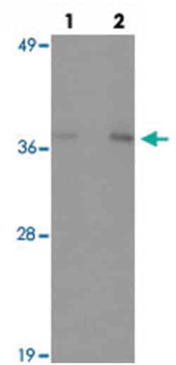 IFLTD1 Rabbit anti-Human, Mouse, Rat, Polyclonal Antibody, Abnova 100 &mu;g | Buy Online | Abnova Corporation | Fisher Scientific
