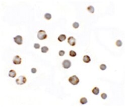 PALM3, Rabbit, Polyclonal Antibody, Abnova 100&mu;g; Unlabeled:Anticuerpos