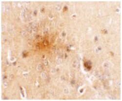 SEC62 Rabbit anti-Human, Mouse, Rat, Polyclonal Antibody, Abnova 100&mu;g;