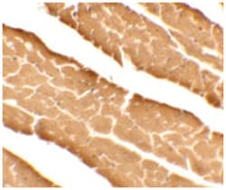 DDA1 Rabbit anti-Human, Mouse, Rat, Polyclonal Antibody, Abnova 100&mu;g;