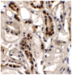 DPAGT1, Rabbit, Polyclonal Antibody, Abnova 100&mu;g; Unlabeled:Antibodies,