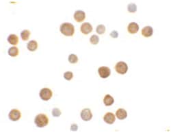 C2orf40 Rabbit anti-Human, Mouse, Rat, Polyclonal Antibody, Abnova 100&mu;g;