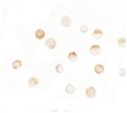 SLC35D3 Rabbit anti-Human, Mouse, Polyclonal Antibody, Abnova 100&mu;g;