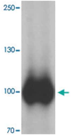 PIWIL2 Rabbit anti-Human, Mouse, Polyclonal Antibody, Abnova 100&mu;g;