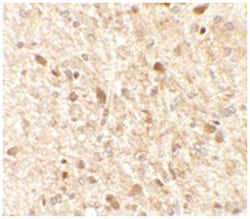 MS4A6A, Rabbit, Polyclonal Antibody, Abnova 100&mu;g; Unlabeled:Antibodies,