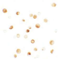 TMPO Rabbit anti-Human, Mouse, Polyclonal Antibody, Abnova 100&mu;g; Unlabeled:Antibodies,