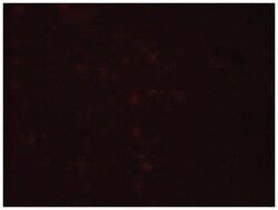 ZGPAT, Chicken, Polyclonal Antibody, Abnova 100&mu;g; Unlabeled:Antibodies,