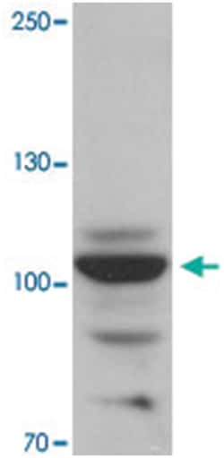RAPGEF3, Rabbit, Polyclonal Antibody, Abnova 100&mu;g; Unlabeled:Antibodies,