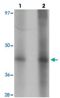 CD33 Rabbit anti-Human, Mouse, Rat, Polyclonal Antibody, Abnova 100 &mu;g | Buy Online | Abnova Corporation | Fisher Scientific