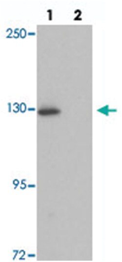 RAPGEF4, Rabbit, Polyclonal Antibody, Abnova 100&mu;g; Unlabeled:Antibodies,