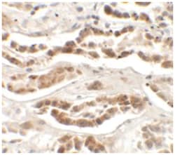 LZTS2 Rabbit anti-Human, Mouse, Polyclonal Antibody, Abnova 100&mu;g; Unlabeled:Antibodies,