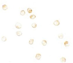 KDM6B Rabbit anti-Human, Mouse, Rat, Polyclonal Antibody, Abnova 100 &mu;g | Buy Online | Abnova Corporation | Fisher Scientific