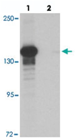 KDM6B Rabbit anti-Human, Mouse, Rat, Polyclonal Antibody, Abnova 100 &mu;g | Buy Online | Abnova Corporation | Fisher Scientific