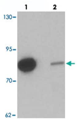 GBP6 Rabbit anti-Human, Mouse, Polyclonal Antibody, Abnova 100 &mu;g | Buy Online | Abnova Corporation | Fisher Scientific
