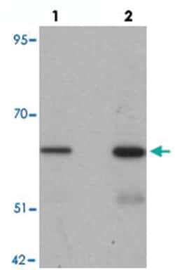 GRB10 Rabbit anti-Human, Mouse, Rat, Polyclonal Antibody, Abnova 100&mu;g;