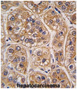 AKR1A1 Rabbit anti-Human, Polyclonal Antibody, Abnova 400 &mu;L | Buy Online | Abnova | Fisher Scientific
