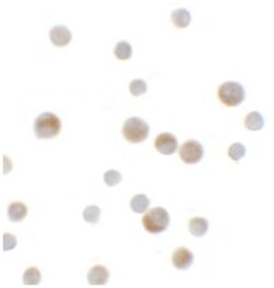 YPEL1, Rabbit, Polyclonal Antibody, Abnova 100 &mu;g | Buy Online | Abnova Corporation | Fisher Scientific