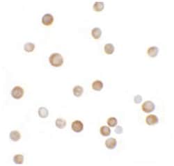 YPEL2, Rabbit, Polyclonal Antibody, Abnova 100 &mu;g | Buy Online | Abnova Corporation | Fisher Scientific