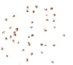 YPEL5, Rabbit, Polyclonal Antibody, Abnova 100&mu;g; Unlabeled:Antibodies,