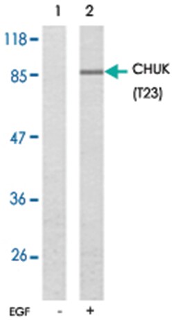 CHUK (phospho T23), Rabbit anti-Human, Mouse, Rat, Polyclonal Antibody,