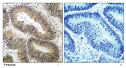 CHUK (phospho T23), Rabbit anti-Human, Mouse, Rat, Polyclonal Antibody,