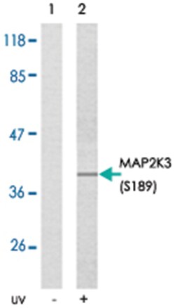 MAP2K3 (phospho S189), Rabbit anti-Human, Rat, Polyclonal Antibody, Abnova 100 &mu;g | Buy Online | Abnova Corporation | Fisher Scientific
