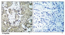 MAP2K3 (phospho S189), Rabbit anti-Human, Rat, Polyclonal Antibody, Abnova 100 &mu;g | Buy Online | Abnova Corporation | Fisher Scientific