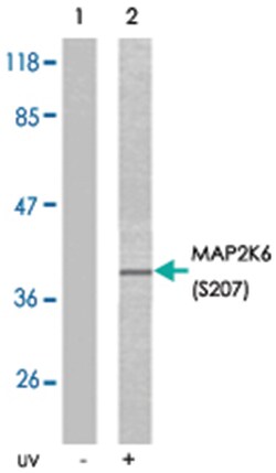 MAP2K6 (phospho S207), Rabbit anti-Human, Rat, Polyclonal Antibody, Abnova