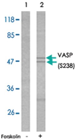 VASP (phospho S238), Rabbit anti-Human, Mouse, Polyclonal Antibody, Abnova
