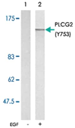 PLCG2 (phospho Y753), Rabbit anti-Human, Mouse, Rat, Polyclonal Antibody, Abnova 100 &mu;g | Buy Online | Abnova Corporation | Fisher Scientific