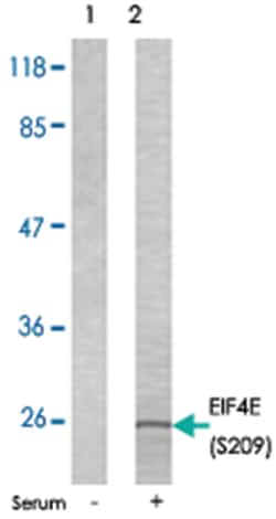 EIF4E (phospho S209), Rabbit anti-Human, Mouse, Rat, Polyclonal Antibody,