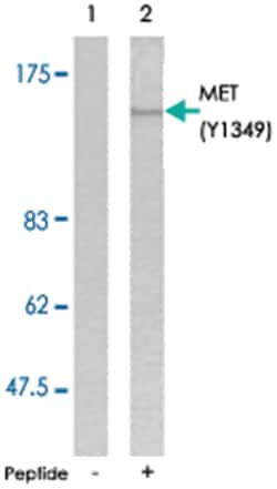 MET (phospho Y1349), Rabbit anti-Human, Mouse, Rat, Polyclonal Antibody, Abnova 100 &mu;g | Buy Online | Abnova Corporation | Fisher Scientific