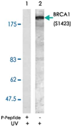 BRCA1 (phospho S1423), Rabbit anti-Human, Polyclonal Antibody, Abnova 100 &mu;g | Buy Online | Abnova Corporation | Fisher Scientific